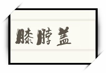 膝脖盖怎么读_膝脖盖是什么意思_膝脖盖读音/解释